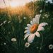 New Flower Plants by Suttons UK