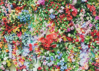 Five Perfect Flowers to Give Away on Any Occasion, by Serenata Flowers