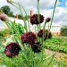 Make your garden beautiful with Corn flower seeds at