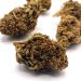 Get CDB-rich hemp flowers from