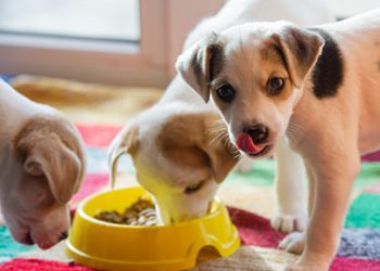 A dog is the only thing on earth that loves you more than you love yourself, so get your pets their favourite treats at