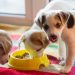 A dog is the only thing on earth that loves you more than you love yourself, so get your pets their favourite treats at
