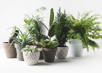 Beautiful Umbrella Plant | White Azalea in Jute Pot & Peace Lily Plant available at