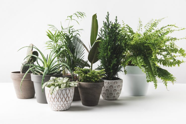 Beautiful Umbrella Plant | White Azalea in Jute Pot & Peace Lily Plant available at