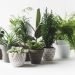 Beautiful Umbrella Plant | White Azalea in Jute Pot & Peace Lily Plant available at