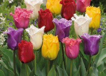 Flowers don’t tell, they show –
