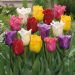 Flowers don’t tell, they show –