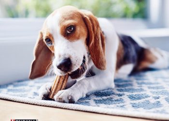 A dog is the only thing on earth that loves you more than you love yourself –