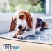 A dog is the only thing on earth that loves you more than you love yourself –