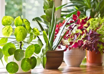 Plants do not speak, but their silence is alive with change –