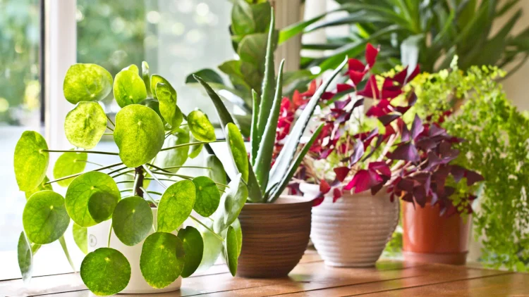 Plants do not speak, but their silence is alive with change –