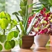 Plants do not speak, but their silence is alive with change –