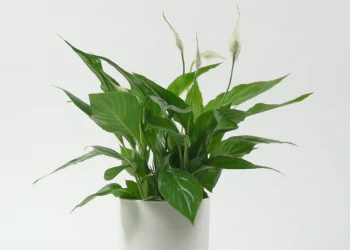 Peace Lily is considered to be one of the lucky indoor plants –