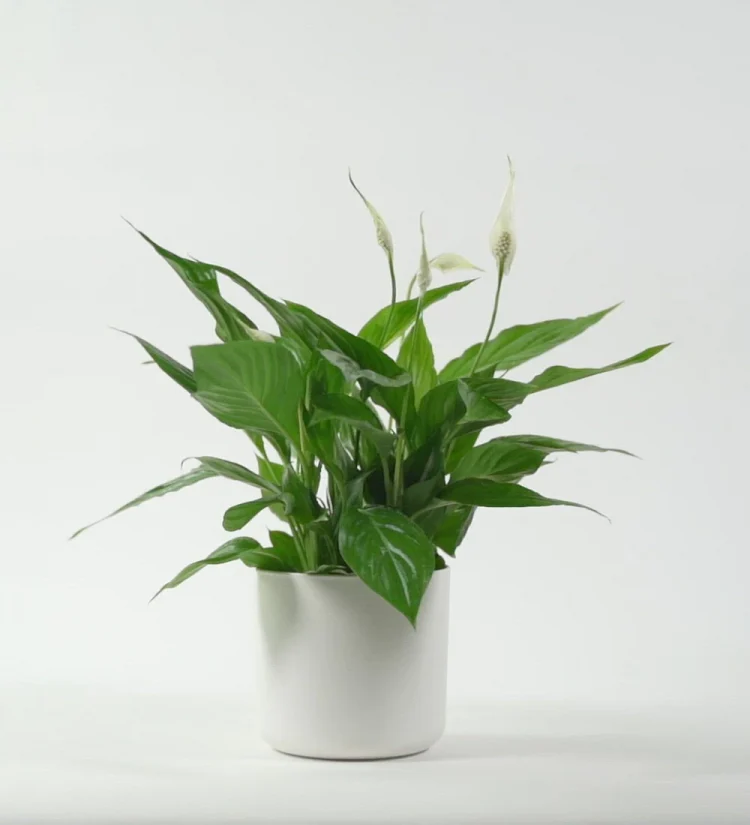 Peace Lily is considered to be one of the lucky indoor plants –
