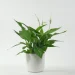 Peace Lily is considered to be one of the lucky indoor plants –