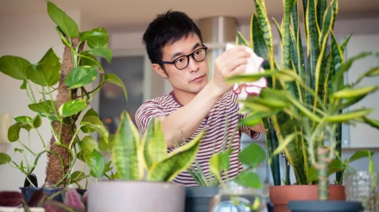 There is a reason why I have a lot of plants growing inside of my home –