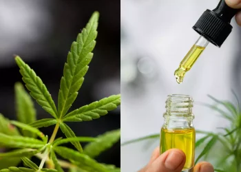 CBD doesn’t get you high, it gets you healthy –