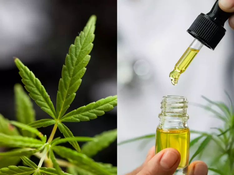 CBD doesn’t get you high, it gets you healthy –