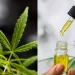 CBD doesn’t get you high, it gets you healthy –