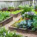 Plants are more courageous than almost all human beings –