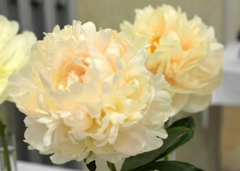 We should enjoy this summer, flower by flower, as if it were to be the last one we’ll see –