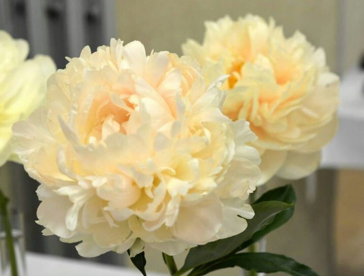 We should enjoy this summer, flower by flower, as if it were to be the last one we’ll see –