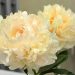 We should enjoy this summer, flower by flower, as if it were to be the last one we’ll see –