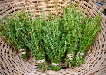 Thyme contains chemicals that might help bacterial and fungal infections –