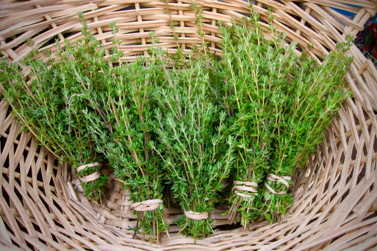 Thyme contains chemicals that might help bacterial and fungal infections –