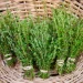 Thyme contains chemicals that might help bacterial and fungal infections –