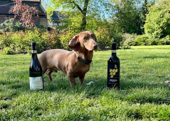 In Amarone, the quality of the grape skin is a primary concern, as that component brings the tannins, color, and intensity of flavor to the wine –