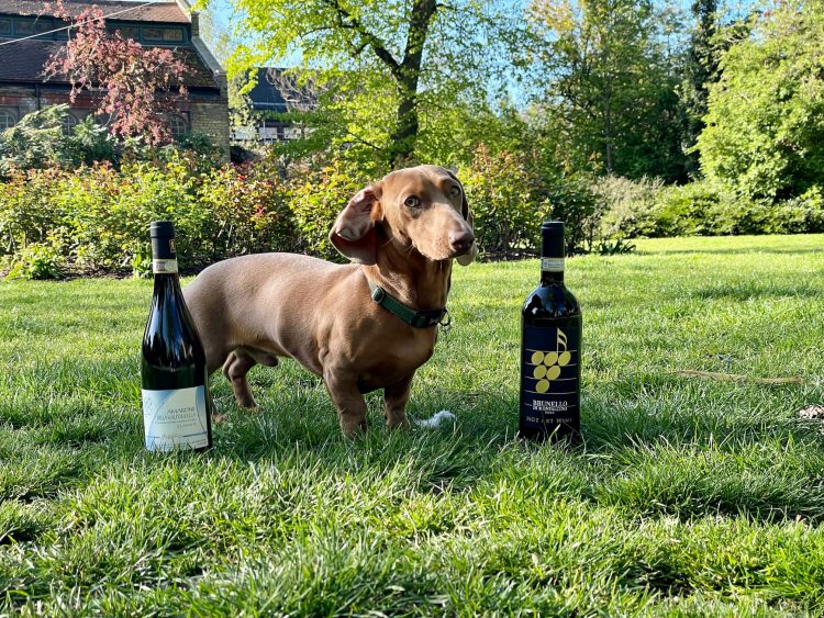 In Amarone, the quality of the grape skin is a primary concern, as that component brings the tannins, color, and intensity of flavor to the wine –