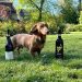 In Amarone, the quality of the grape skin is a primary concern, as that component brings the tannins, color, and intensity of flavor to the wine –
