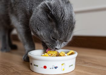 Cats know how to obtain food without labor, shelter without confinement, and love without penalties –