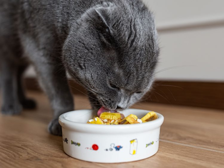 Cats know how to obtain food without labor, shelter without confinement, and love without penalties –