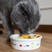 Cats know how to obtain food without labor, shelter without confinement, and love without penalties –