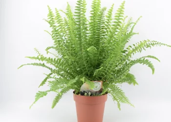Boston fern plant is good for removing harmful air pollutants from the environment –