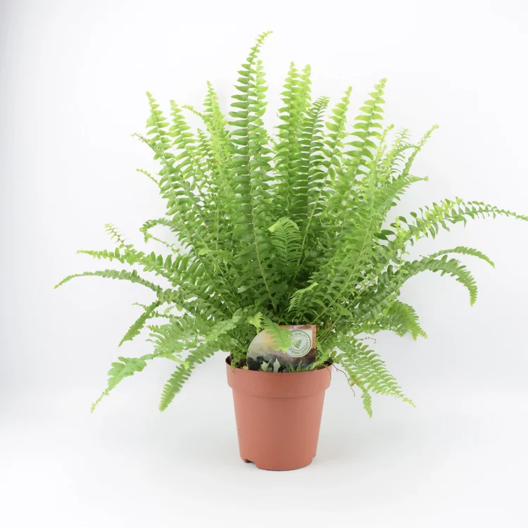 Boston fern plant is good for removing harmful air pollutants from the environment –