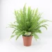 Boston fern plant is good for removing harmful air pollutants from the environment –