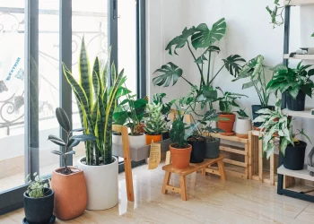 A beautiful plant is like having a friend around the house –