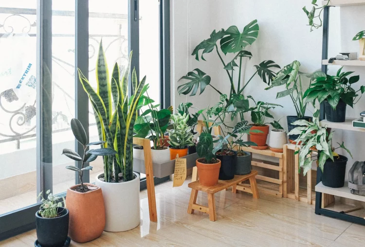 A beautiful plant is like having a friend around the house –