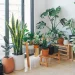 A beautiful plant is like having a friend around the house –