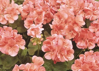 Geranium is reputed to help heal bruises, cuts and scrapes, eczema, hemorrhoids, nail fungus and sunburns as well as help with insomnia and varicose veins