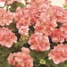 Geranium is reputed to help heal bruises, cuts and scrapes, eczema, hemorrhoids, nail fungus and sunburns as well as help with insomnia and varicose veins