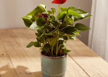 Anthuriums are lucky plants and bring good luck in your relationships