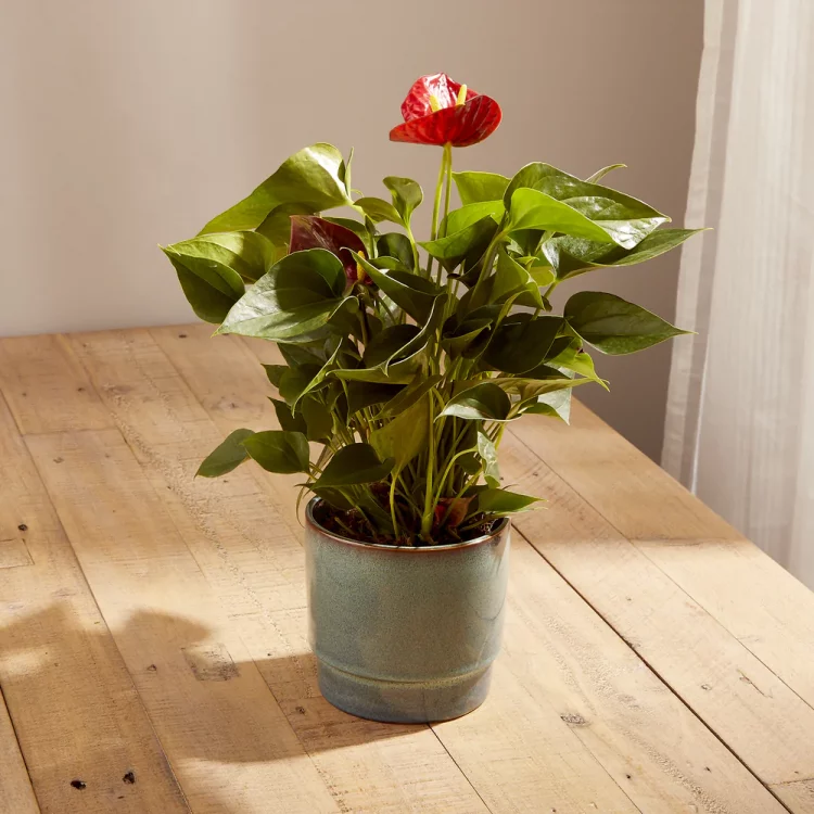 Anthuriums are lucky plants and bring good luck in your relationships