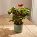 Anthuriums are lucky plants and bring good luck in your relationships