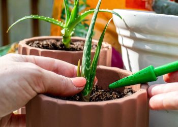 Using aloe vera on the face can help moisturize skin