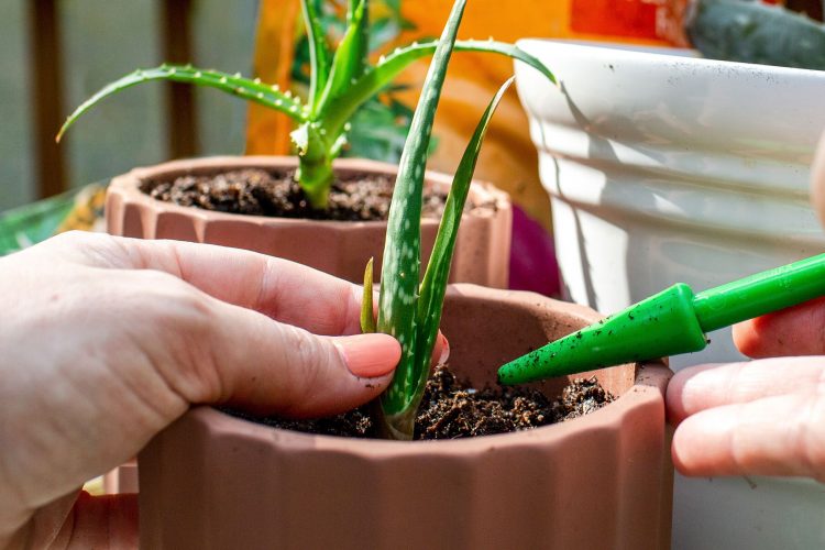 Using aloe vera on the face can help moisturize skin