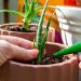 Using aloe vera on the face can help moisturize skin
